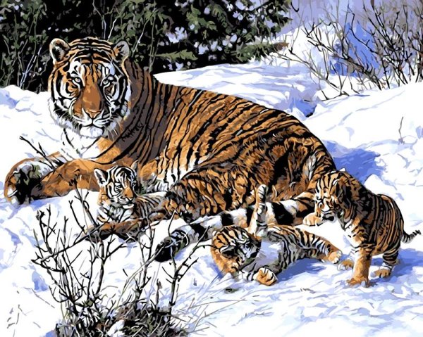 Зима и тигр
