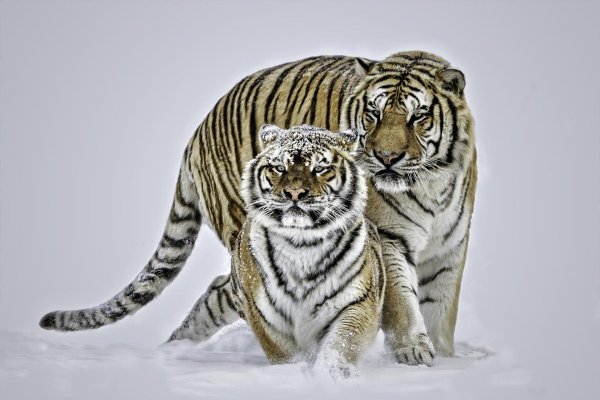 Зима и тигр