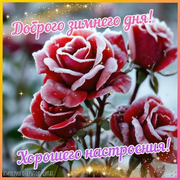 Розы зима с пожеланиями