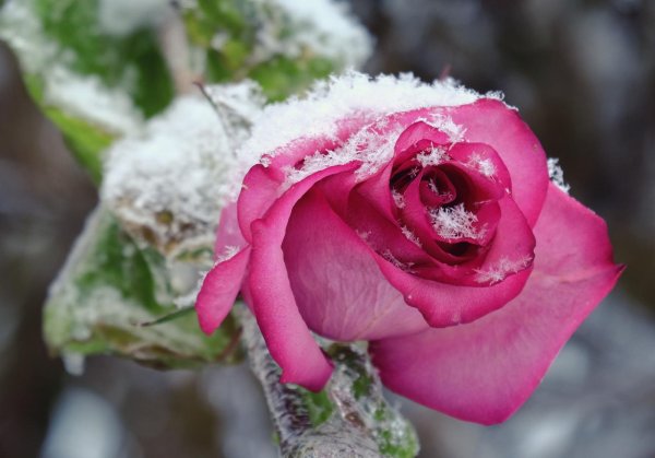 Розы зима с пожеланиями