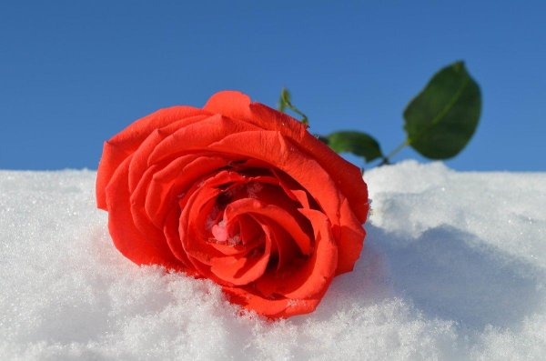 Розы зима с пожеланиями