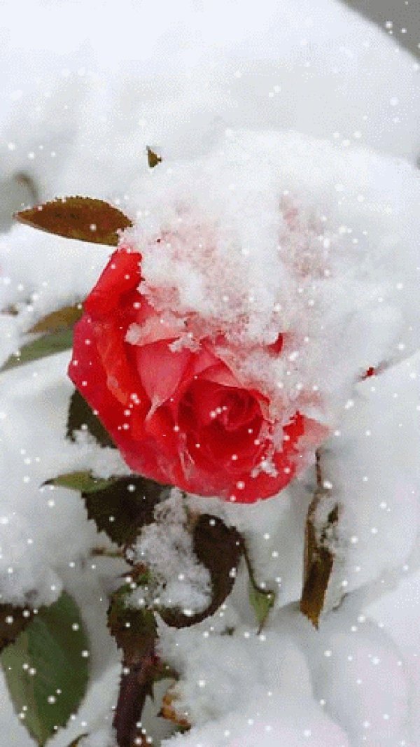 Розы зима с пожеланиями