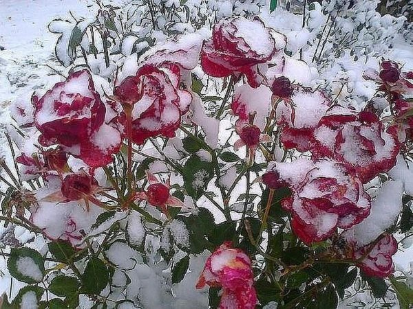 Розы зима с пожеланиями