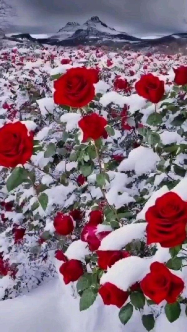 Розы зима с пожеланиями