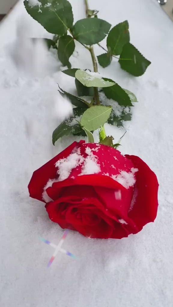 Розы зима с пожеланиями