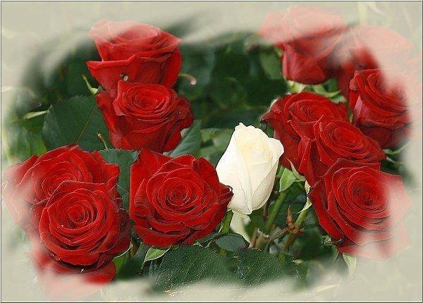 Розы зима с пожеланиями