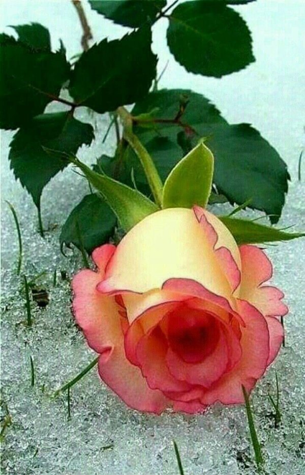 Розы зима с пожеланиями