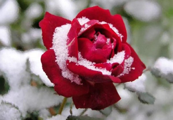 Розы зима с пожеланиями