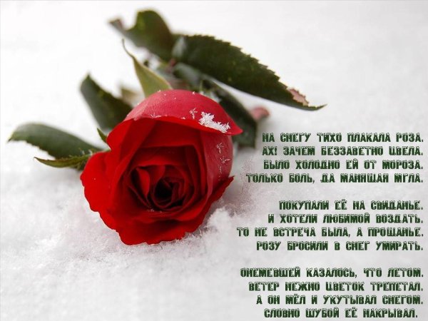 Розы зима с пожеланиями