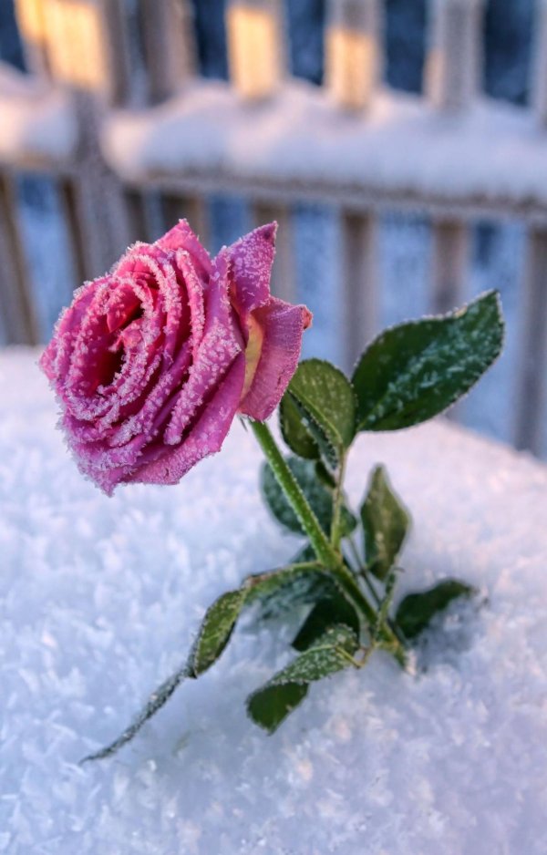 Розы зима с пожеланиями