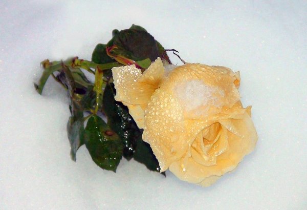 Розы зима с пожеланиями