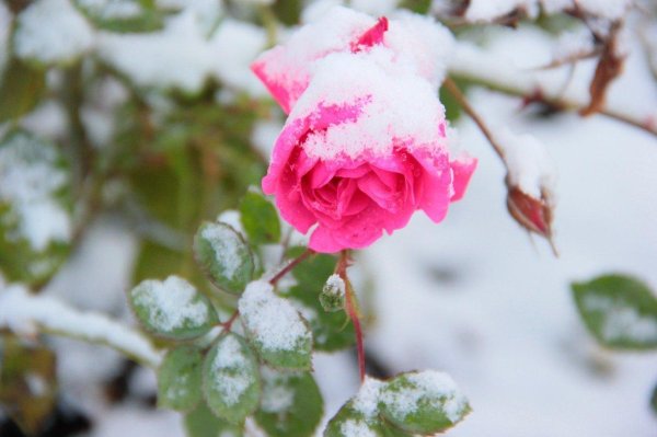 Розы зима с пожеланиями
