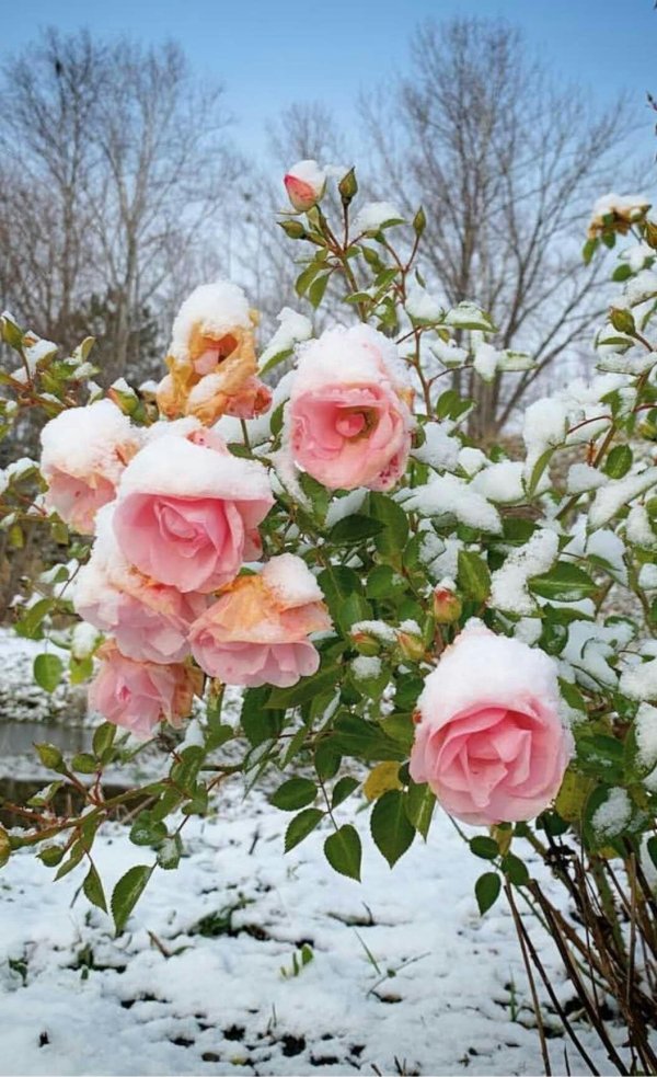 Розы зима с пожеланиями