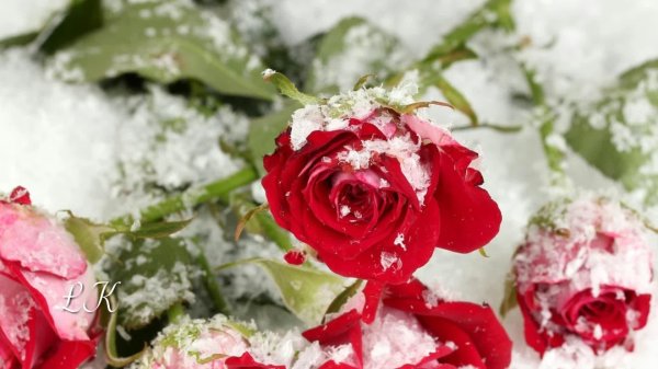 Розы зима с пожеланиями