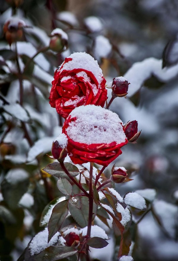 Розы зима с пожеланиями