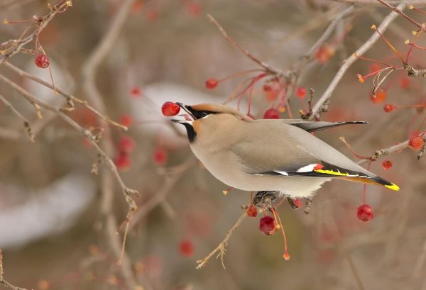 Для рабочего стола птицы зима