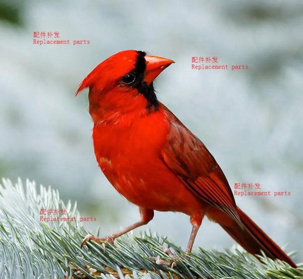 Для рабочего стола птицы зима