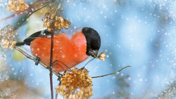 Для рабочего стола птицы зима