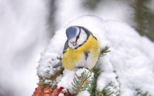 Для рабочего стола птицы зима