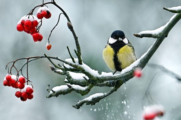 Для рабочего стола птицы зима