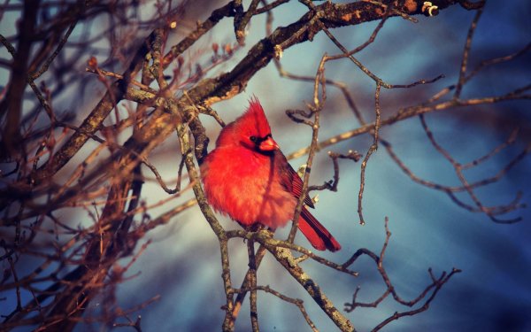 Для рабочего стола птицы зима