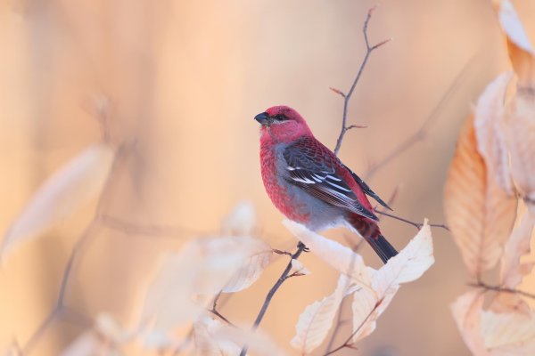 Для рабочего стола птицы зима