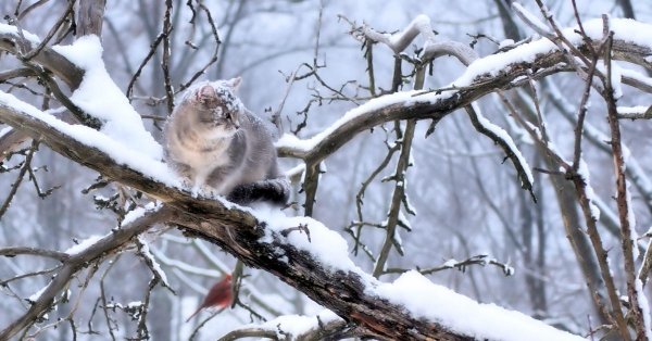 Для рабочего стола птицы зима