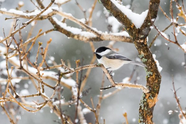 Для рабочего стола птицы зима