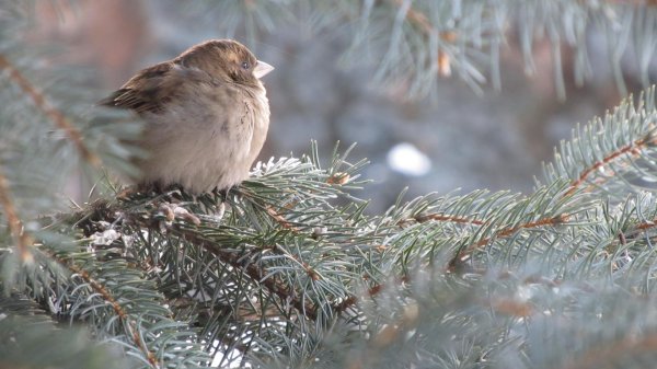 Для рабочего стола птицы зима