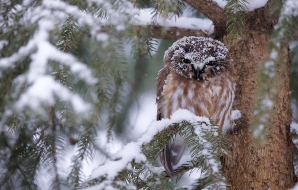 Для рабочего стола птицы зима