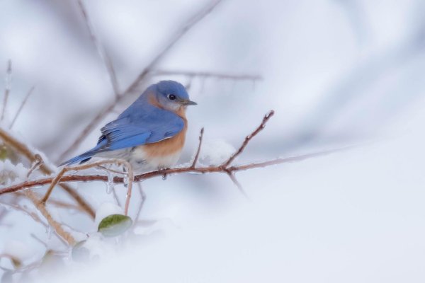 Для рабочего стола птицы зима