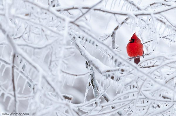Для рабочего стола птицы зима