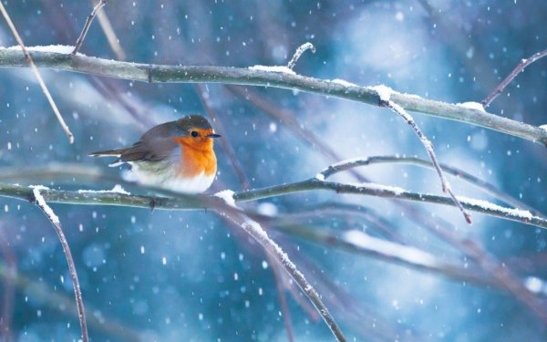 Для рабочего стола птицы зима