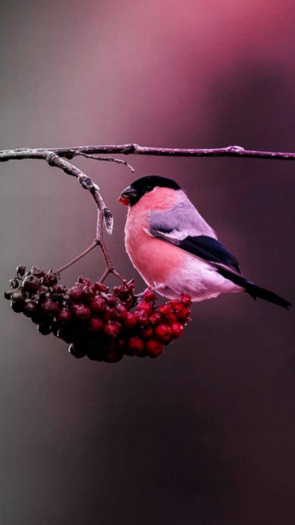 Для рабочего стола птицы зима