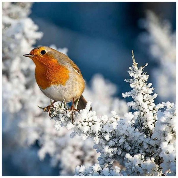 Для рабочего стола птицы зима