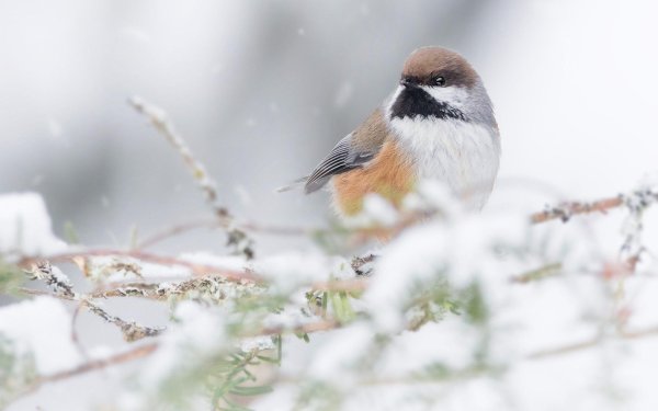 Для рабочего стола птицы зима