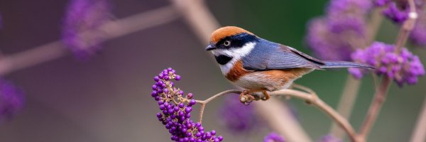 Для рабочего стола птицы зима