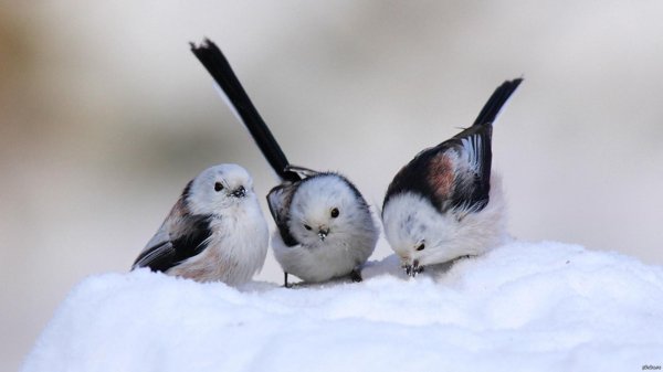 Для рабочего стола птицы зима