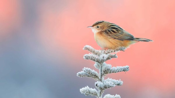 Для рабочего стола птицы зима