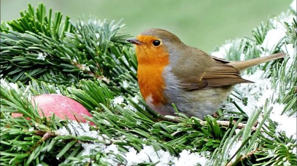 Для рабочего стола птицы зима