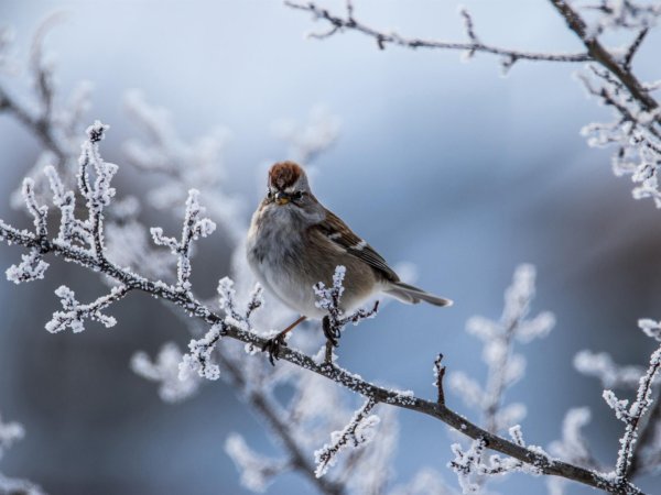 Для рабочего стола птицы зима