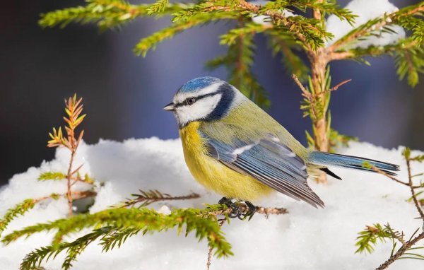 Для рабочего стола птицы зима