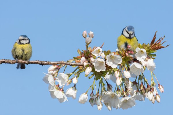Для рабочего стола птицы зима