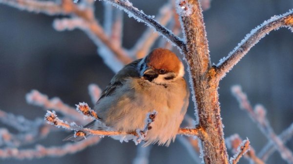 Для рабочего стола птицы зима