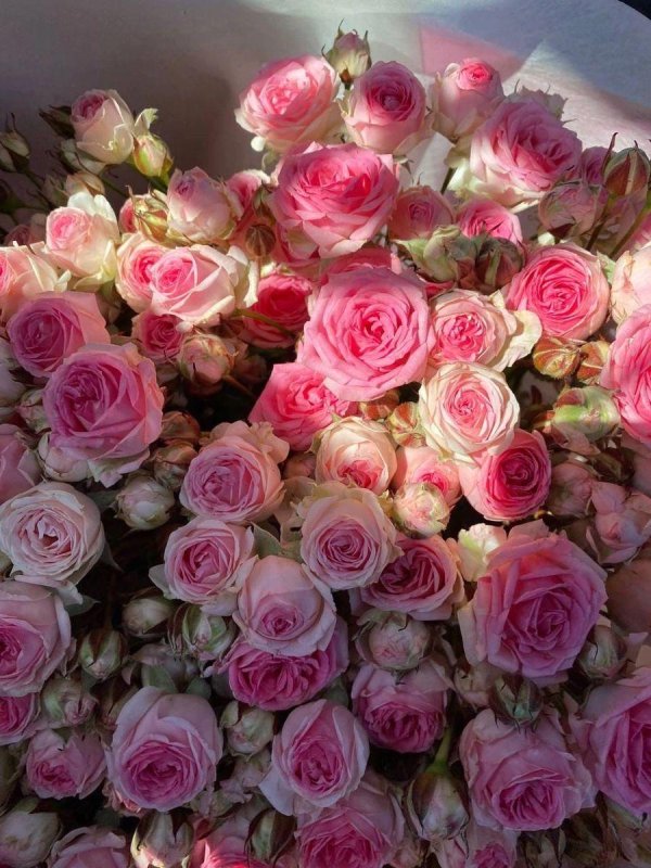 розы настоящие