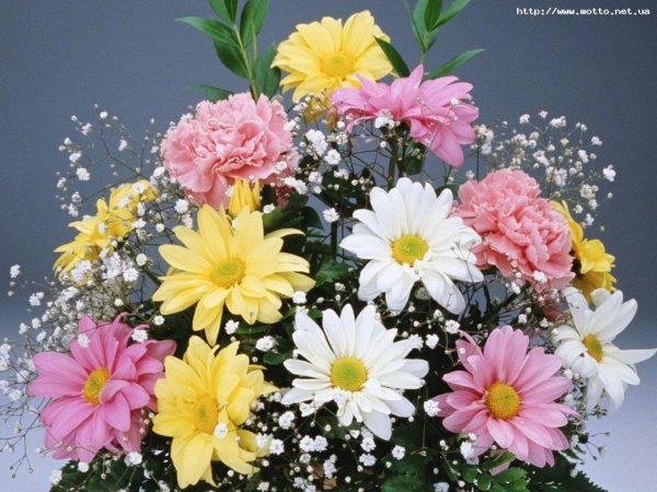 красивые цветочки