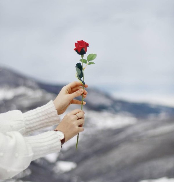 одна роза в руке