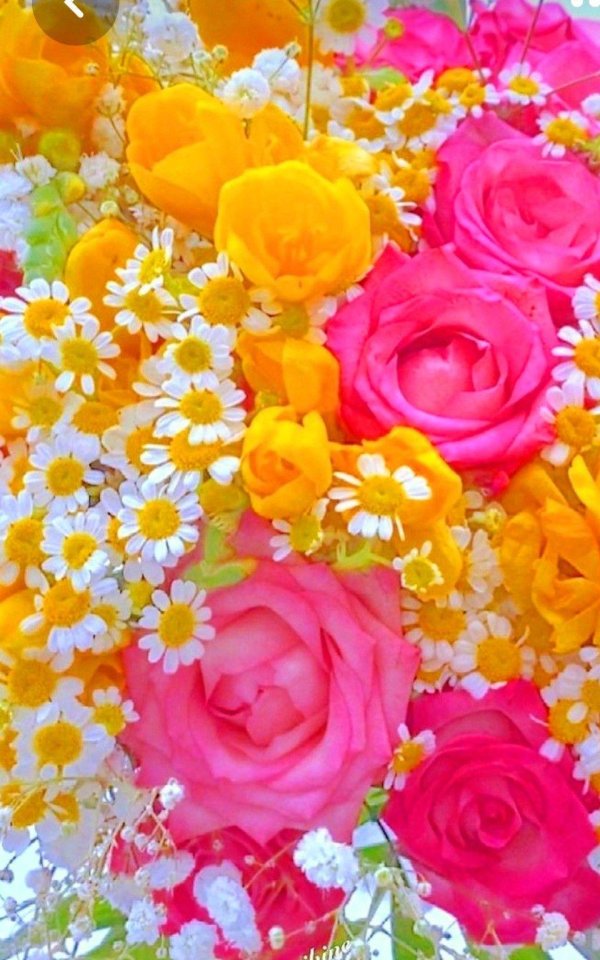 красочные цветы