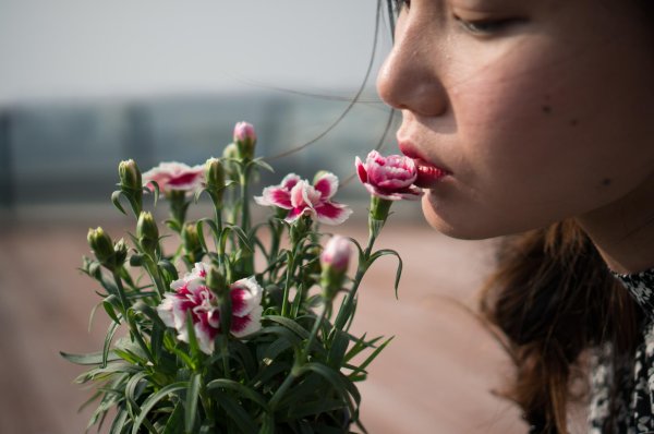 dianthus caryophyllus