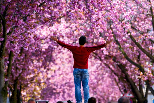 цветущие деревья